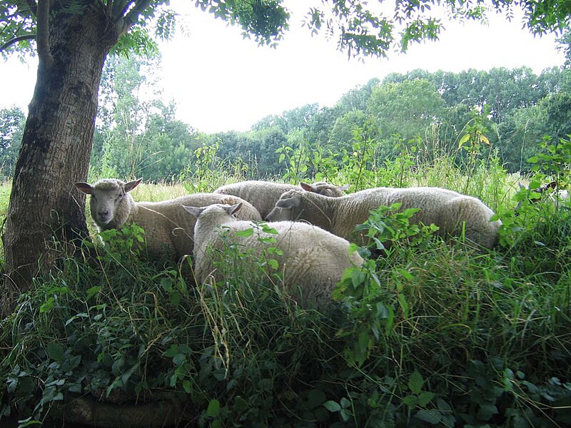 File:MaraisPoitevinMoutons.JPG