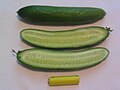 A Mediterranean cucumber, whole and cut open. (AA battery placed to compare sizes.)