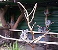 Mother and baby Koalas at the 'Koala Maternity section' of Lone Pine Koala Sanctuary