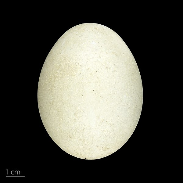 Файл:Oxyura leucocephala MHNT.ZOO.2010.11.11.3.jpg