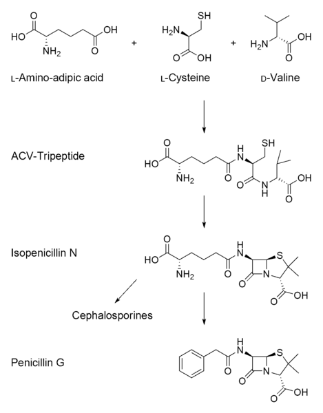 Файл:Penicillin-biosynthesis.png