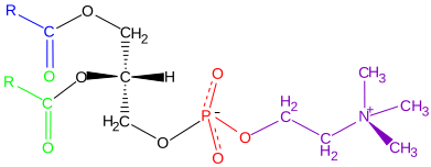 File:Phosphatidyl-Choline.svg