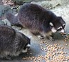 Island raccoons