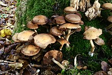 Psathyrella piluliformis 20081018w.JPG