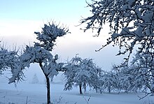 Snow packed trees.jpg