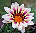 Gazania, yes?