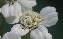 Achillea millefolium capítulo.jpg