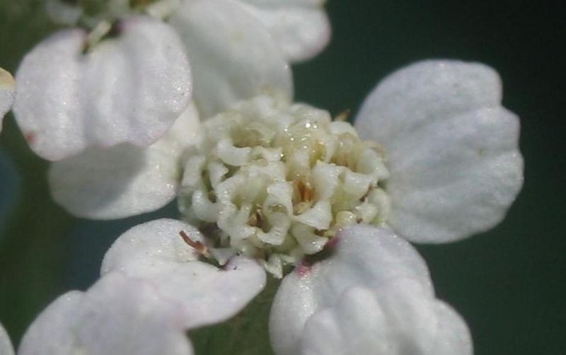 Файл:Achillea millefolium capítulo.jpg