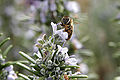 Bee landing on rosemary bush