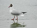 Adult summer plumage, Pangong Tso