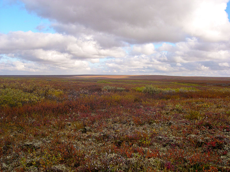 File:Bolshezemelskaja tundra 1.JPG