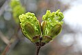 Maple flowers from spring showers ? , Kelowna BC Canada (17.9 megapixels) #184