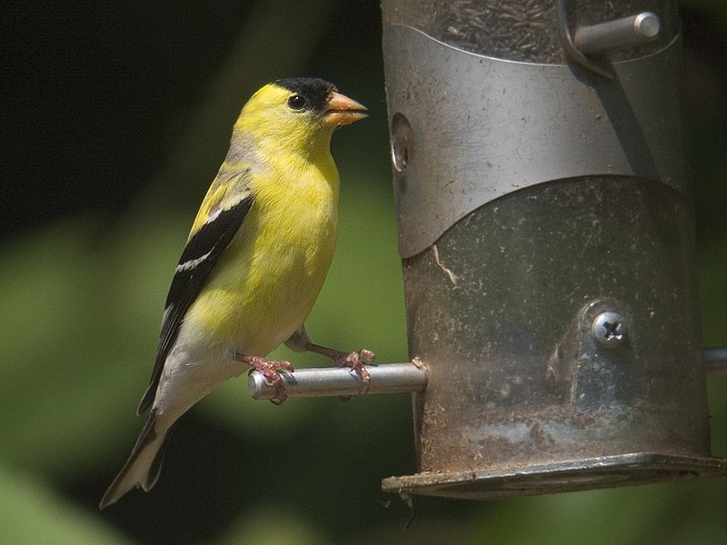 Файл:Goldfinch tgo.jpg