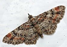 Gymnoscelis rufifasciata01.jpg