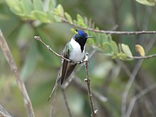 Male perching on a twig in front-side view