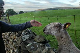 Sheep in Horton in Ribblesdale