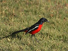 Laniarius atrococcineus.jpg