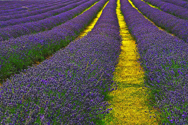 Archivo:Lavender Field Sutton.jpg