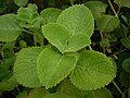 Thumbnail for Coleus amboinicus