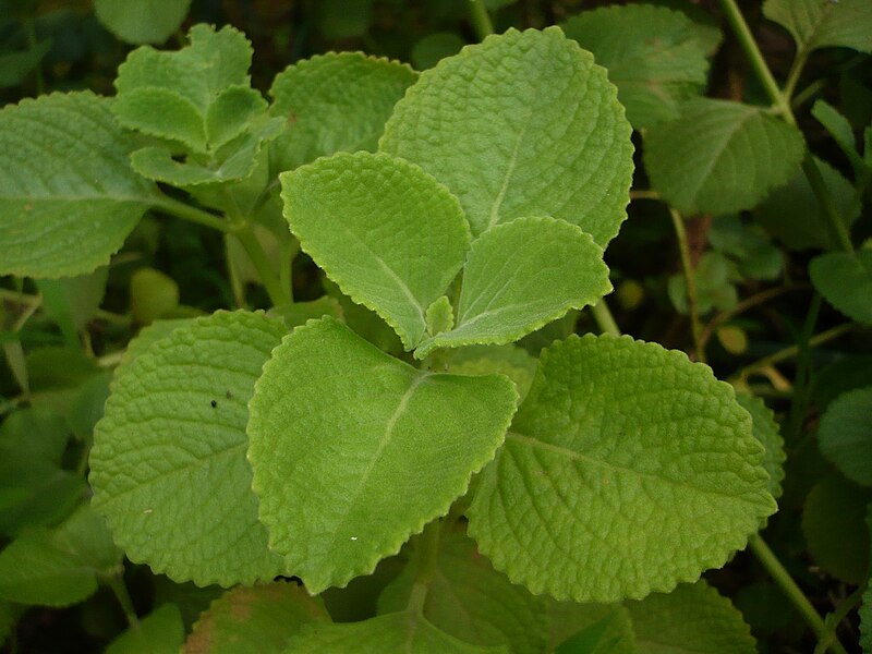 File:Leaf -pani koorkka.JPG