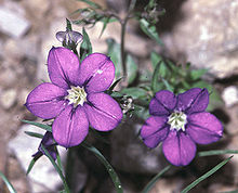 Legousia speculum-veneris1 eF.jpg