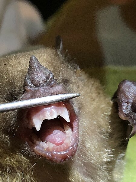 File:Little yellow-shouldered bat teeth.jpg