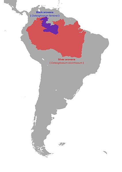 Файл:Osteoglossum range.jpg