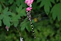 Pacific Spiketail (Cordulegaster dorsalis), Salmon Arm, BC, Canada