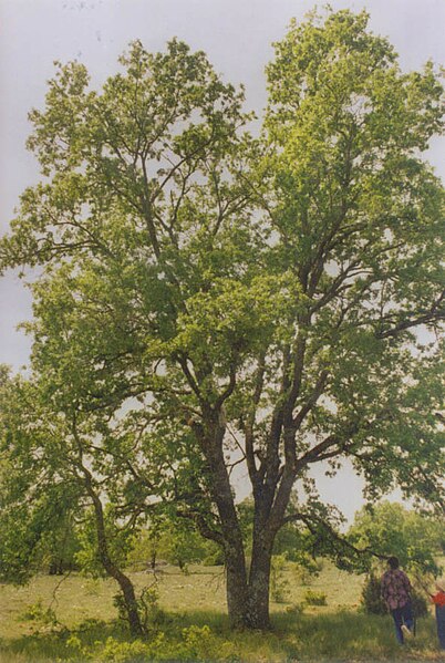 Файл:Quercus faginea centenario.jpg