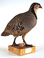 Rock partridge