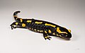 Image 10 Fire salamander Photo: Archaeodontosaurus The fire salamander (Salamandra salamandra) is a European salamander species with a long lifespan. These nocturnal animals generally eat various insects, spiders, earthworms and slugs, but they also occasionally eat newts and young frogs. More selected pictures