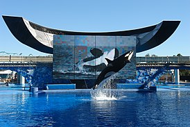 Косатка Такара демонстрирует прыжок во время шоу Believe в SeaWorld Orlando.