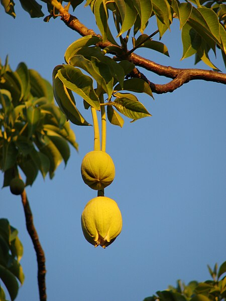 File:Starr 070727-7661 Adansonia digitata.jpg