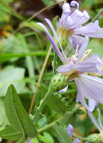 File:Symphyotrichum shortii 25473217.jpg