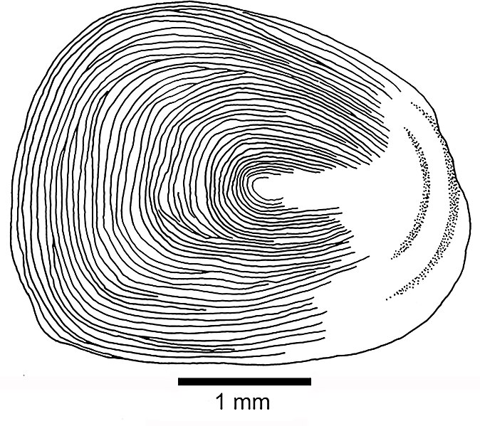 File:Tharsis elleri scale.jpg