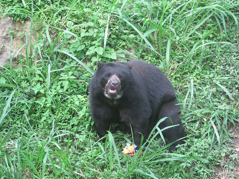 File:Zoológico de Cali 116.JPG