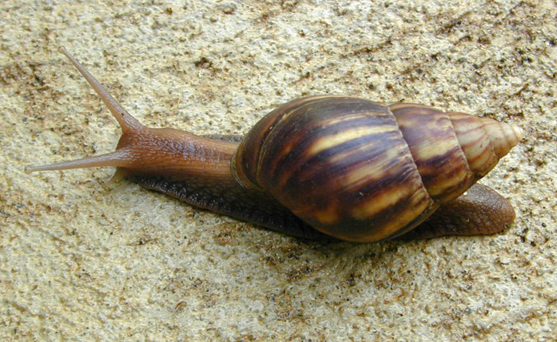 File:Achatina fulica Hawaii.jpg