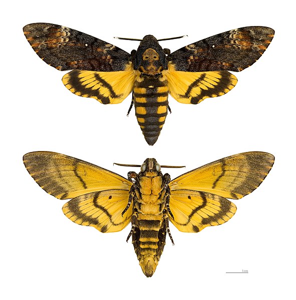 File:Acherontia atropos MHNT.jpg