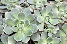 Aeonium gomerense