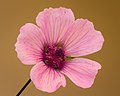 Flower, anthers opened and unopened, petals may overlap more (Netherlands)