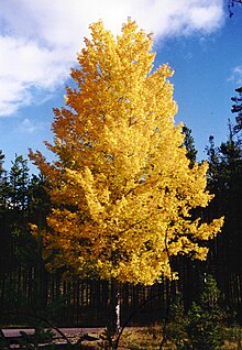 Aspen-PopulusTremuloides-2001-09-27.jpg