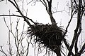 Female Bald Eagle on nest with egg