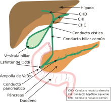 Biliary system new-es.svg