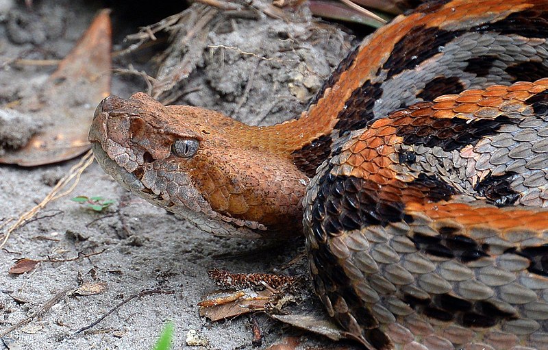 File:Canebrake Rattlesnake.jpg