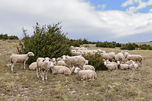 Causse Mejean Lacaune ovins.jpg