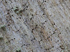 short black stalks with round black heads, like small dressmaker's pins, rising from a sloped, rough, white surface