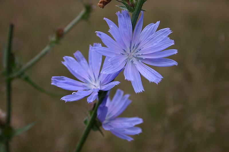 File:Cichorium intybus Zoom.JPG