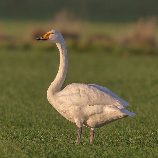 File:Cygnus cygnus Singschwan.jpg