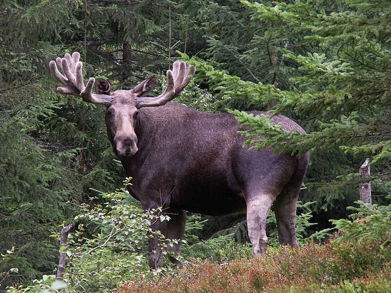 File:Elk-telemark.jpg