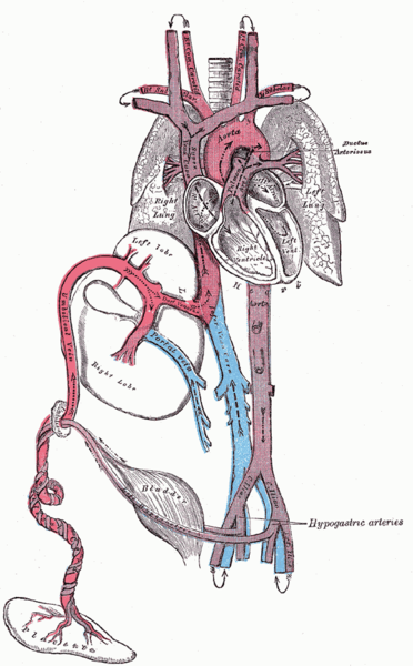 Файл:Fetal circulation.png